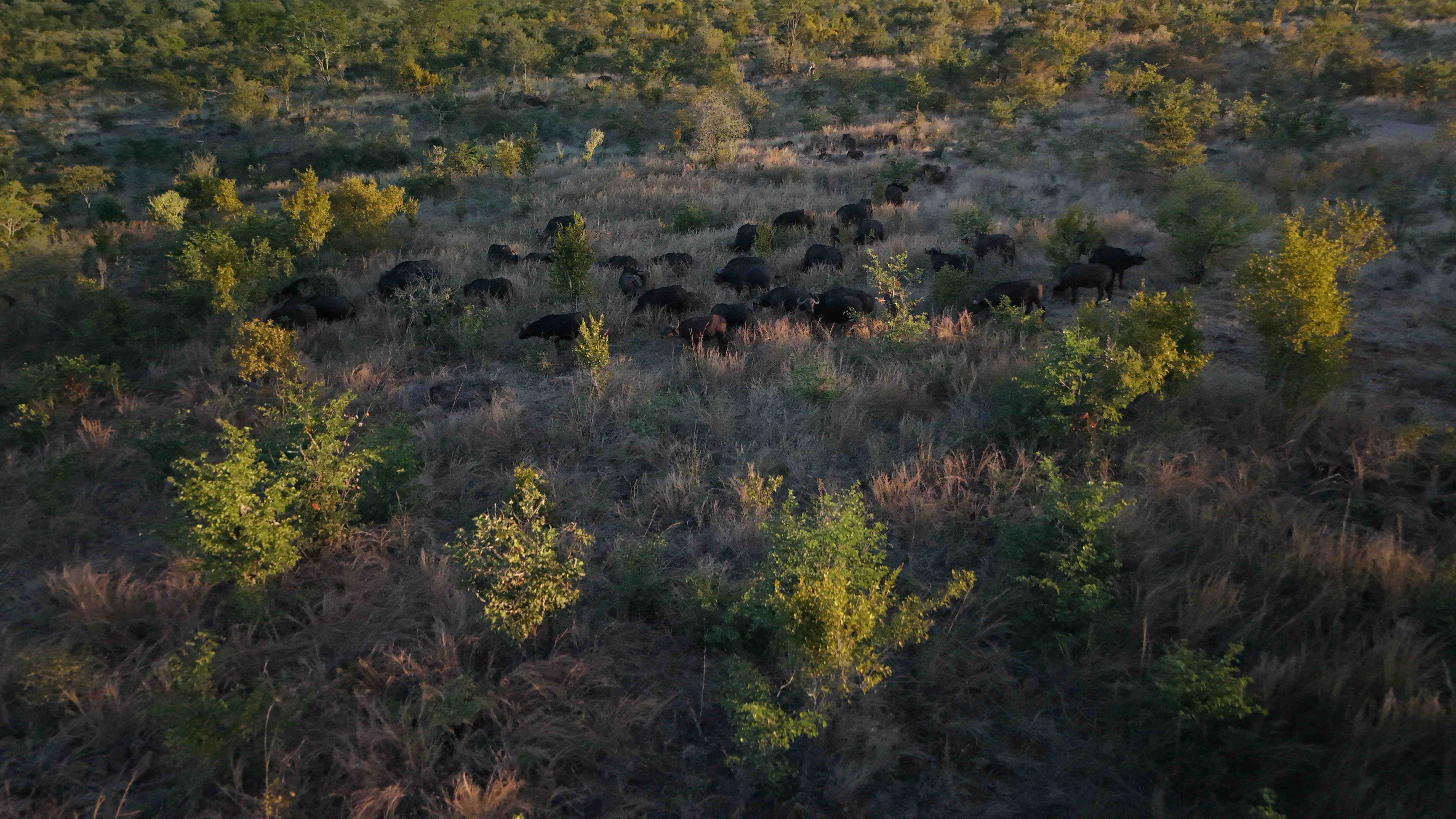 Chobe Safari