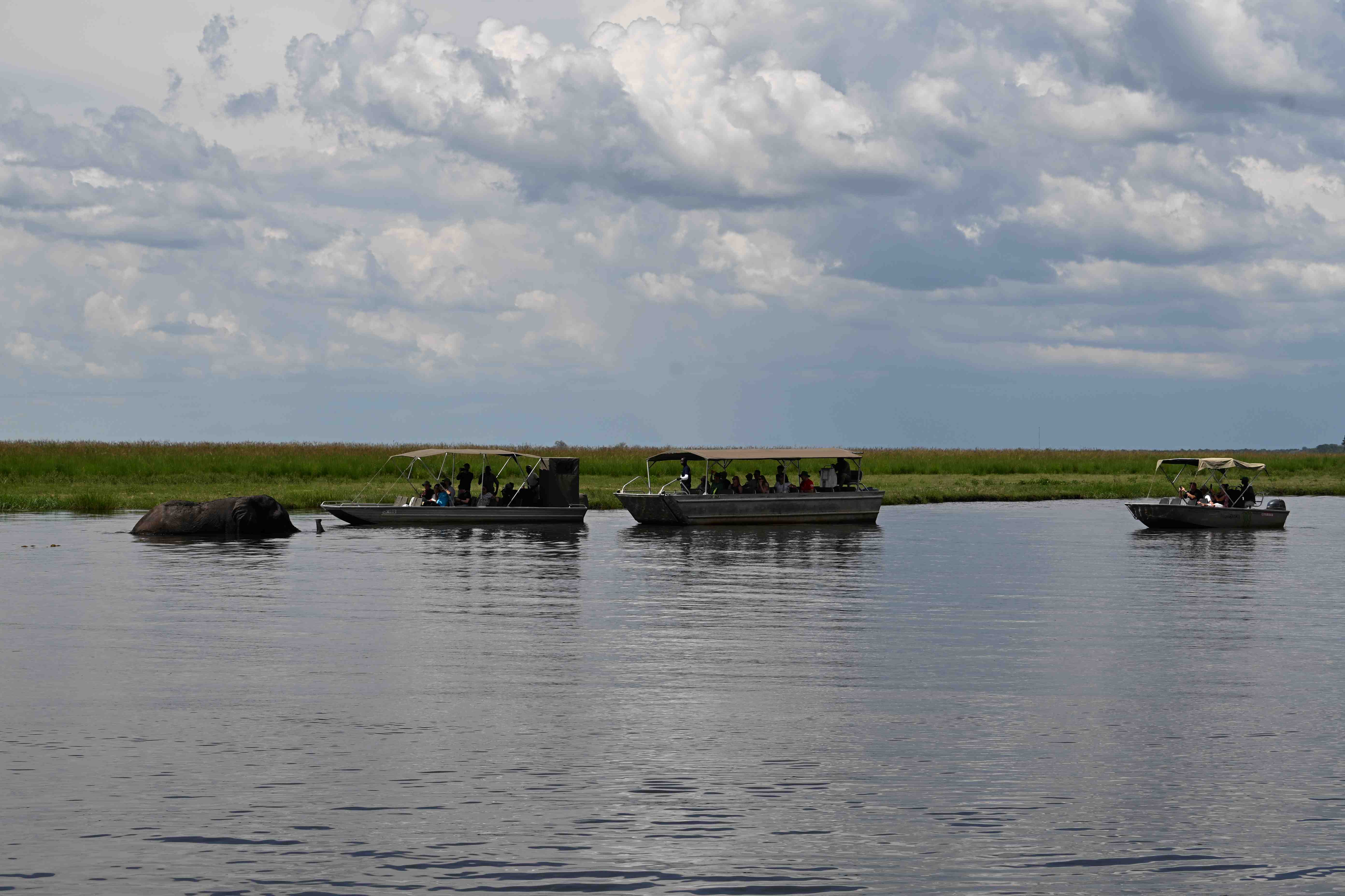 Chobe Safari